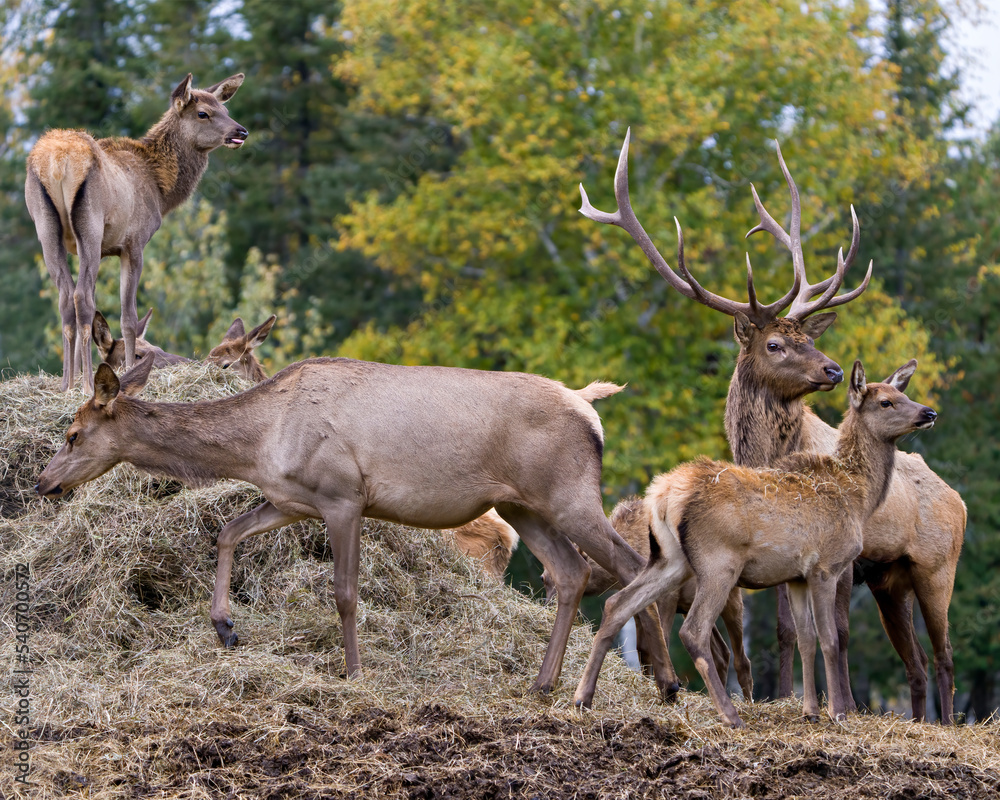 Elk Stock Photo and Image. Male buck resting in the field in mating season in the bush with grass background in its environment and habitat surrounding. Red Deer Portrait. Elk Stock Photo and Image. Male buck resting in the field in mating season in the bush with grass background in its environment and habitat surrounding. Red Deer Portrait.