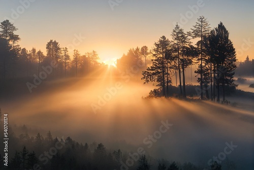 Fototapete sunrise in the forest
