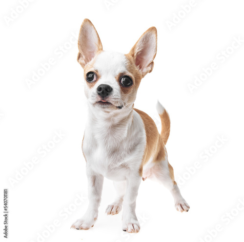 Beautiful and cute white and brown mexican chihuahua dog over isolated background. Studio shoot of purebreed miniature chihuahua puppy. © Krakenimages.com