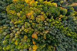 Aerial drone view over autumn forest. Colorful trees in the wood. Fall forest aerial drone view. Autumn natural background