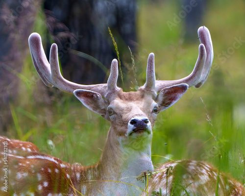 Εκτύπωση καμβά Fallow Deer Photo and Image.