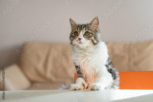 hungry cat climbs on the table in search of food