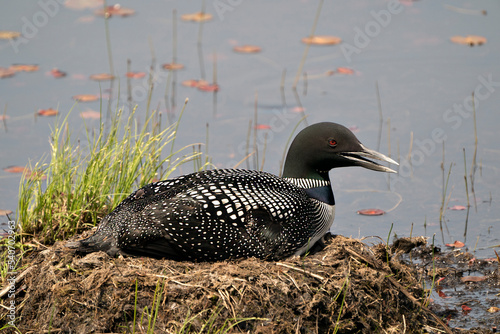Common Loon Photo. Close-up view nesting on its nest with marsh grasses, mud and water  in its environment and habitat.  Loon on Nest. Loon in Wetland. Loon on Lake Image. Picture. Portrait. Photo.