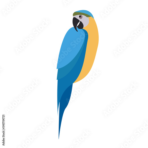 Flat parrot macaw on white background