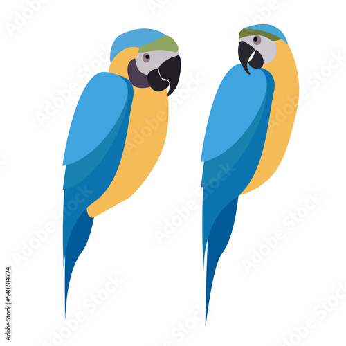 Flat parrot macaw on white background