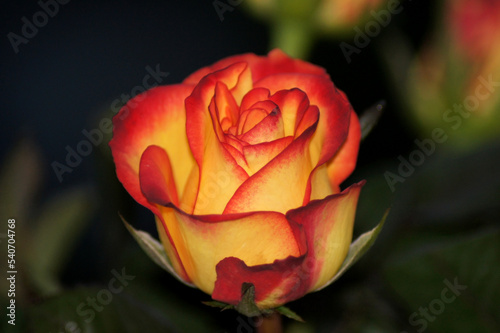 Lachsfarbende Rose liegend auf schwarz weißem Hintergrund