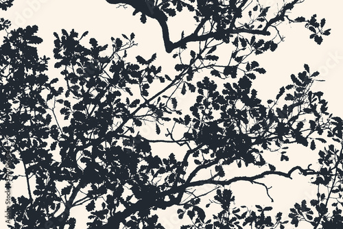 Oak tree and branches silhouette. detailed vector illustration