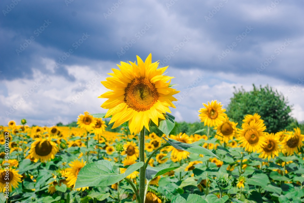 Immature sunflower closeup and cloudy sky. Beautiful blooming yellow sunflower with stem and leaves on a summer field.