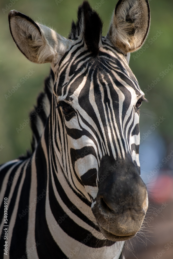 Naklejka premium Beautiful Zebra close up portrait with black and white stripes - isolated
