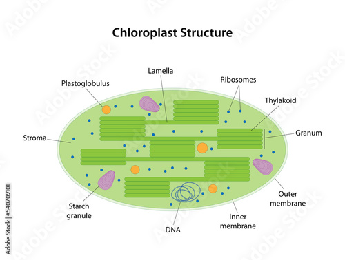 Chloroplast (green plastid) Structure. Membrane-bound organelle. photo