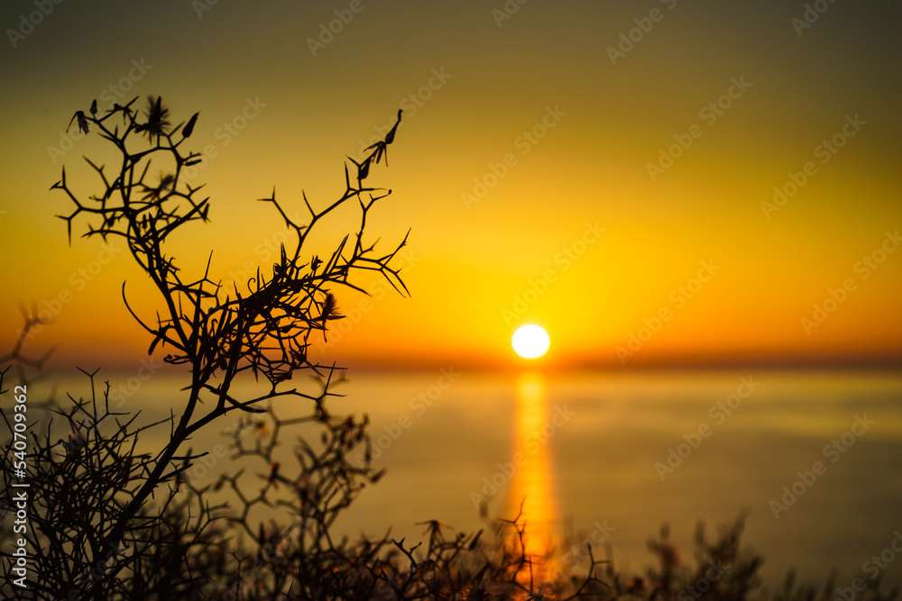 Obraz premium Beach plant and sunrise over sea