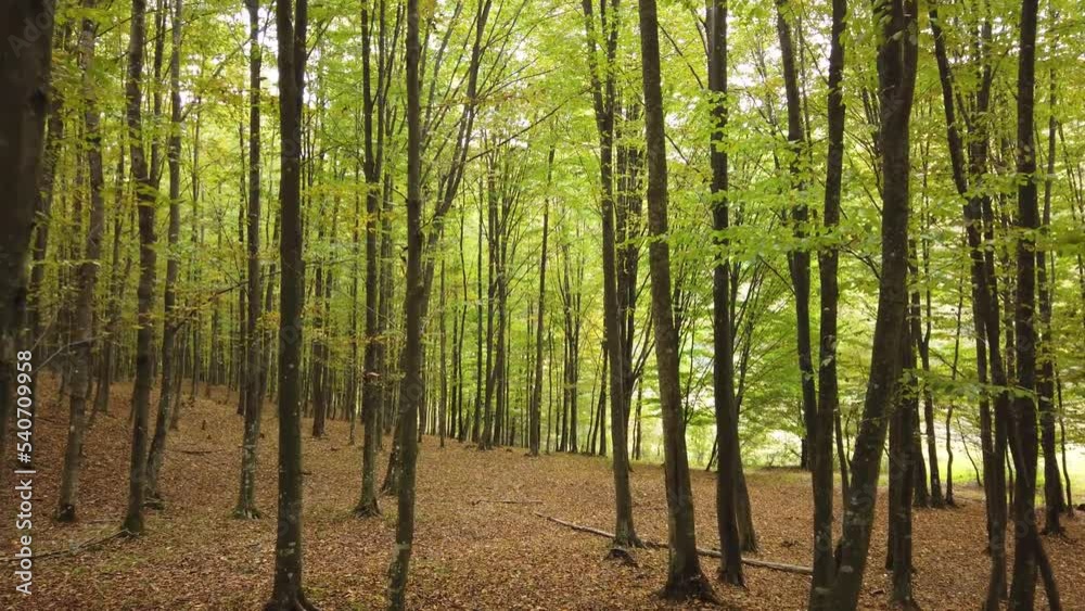 Beautiful autumn forest walk, rural scene on fall season. Walking on a beautiful day in nature. Beautiful autumn forest walk, rural scene on fall season. Walking on a beautiful day in nature.