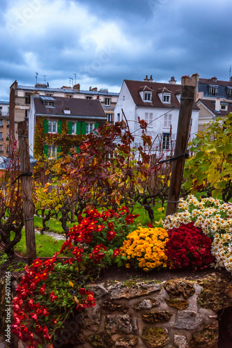 Paris, France. Old vineyard in Montmartre quarter in autumn. New Beaujolais wine festivals take place on the third Thursday in November all over France.