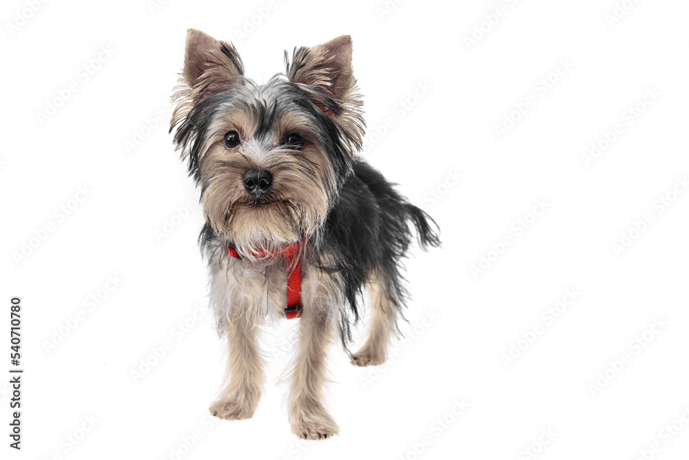 Beautiful and cute black and white yorkshire terrier dog over isolated background. Studio shoot of purebreed yorkie puppy.