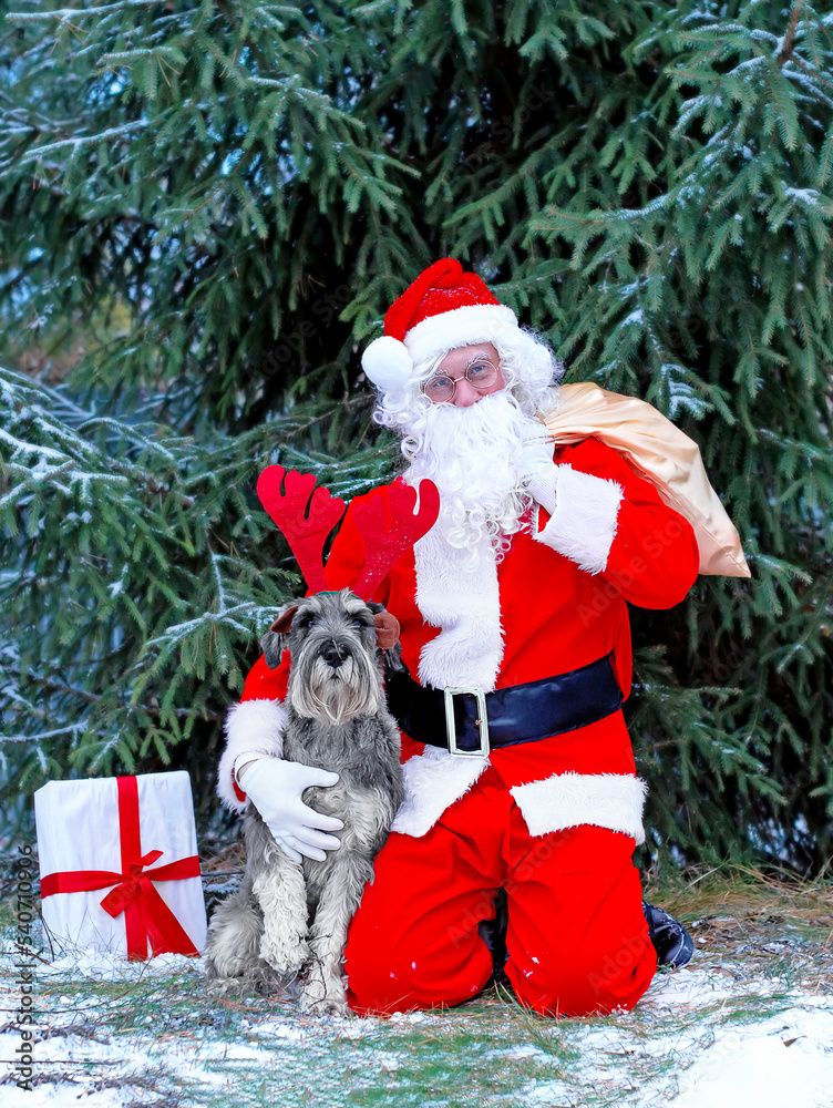 A man in a Santa Claus costume and a helper dog in reindeer antlers and gifts are sitting together at the Christmas tree in anticipation of the new year rabbit