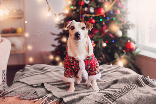 Dog sitting on sofa at christmas decoration home © Tatyana Gladskih