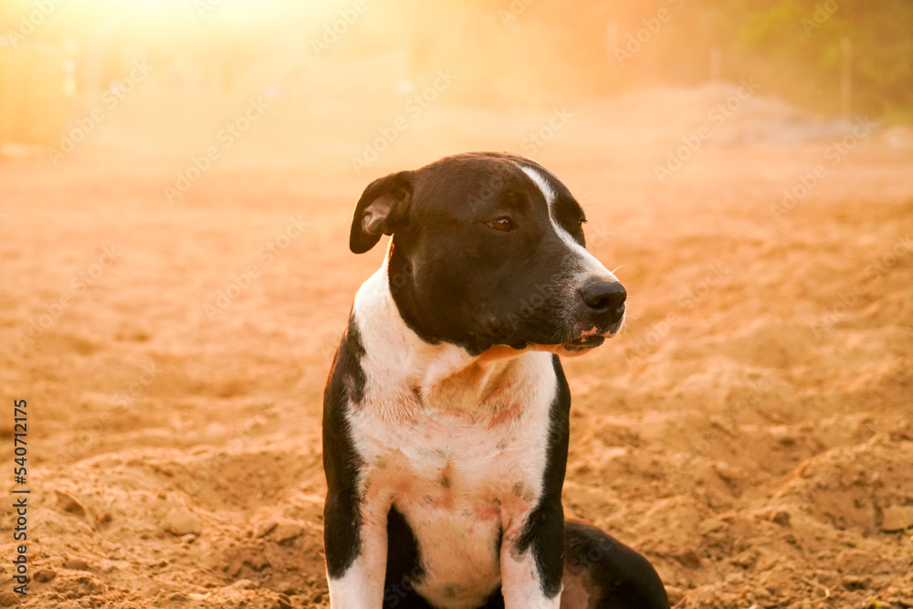 sunset with Pitbull puppy