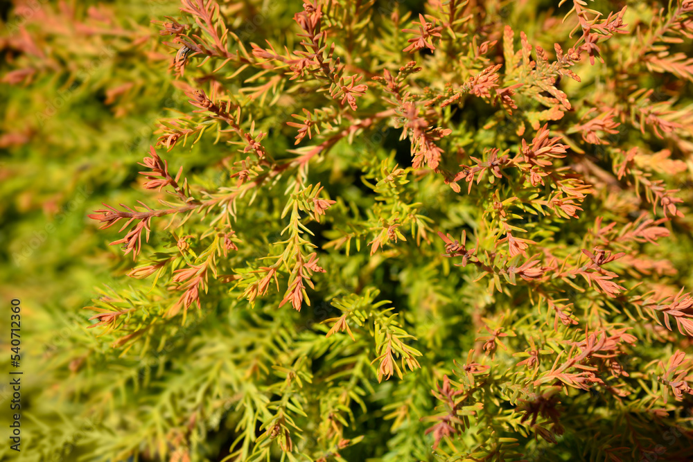 Fire Chief Arborvitae