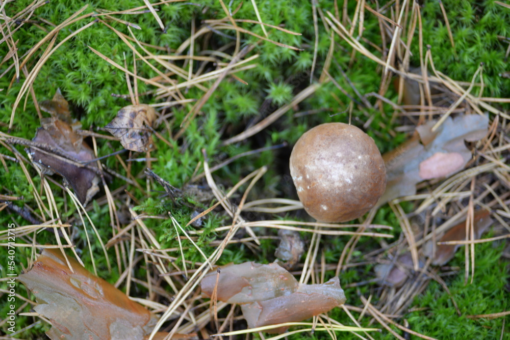 white young mushroom, boletus against the background of a forest of moss, needles of fir trees, background, nature forest food, boletus autumn mushroom cap mushroom leg growing in the natural environm white young mushroom, boletus against the background of a forest of moss, needles of fir trees, background, nature forest food, boletus autumn mushroom cap mushroom leg growing in the natural environm