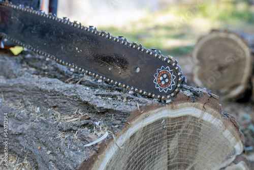 Sheena with a sharp chain on a log. photo