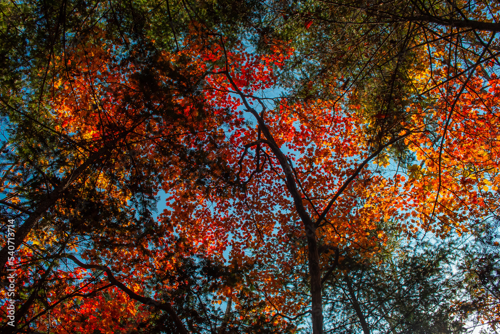 Selective focus. Beautiful autumn background. Yellow leaves. Beautiful forest.