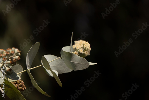Buds and white flowers of a flowering Eucalyptus pruinosa tree close-up photo