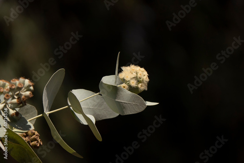 Buds and white flowers of a flowering Eucalyptus pruinosa tree close-up