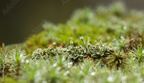 Cladonia Cup Lichen in moss photo