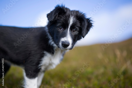 Black border collie puppy at meadow