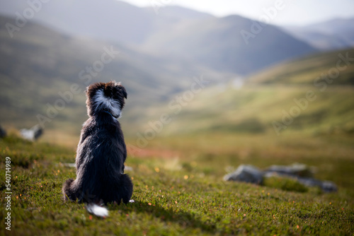 Dog sitting on grass at hill photo