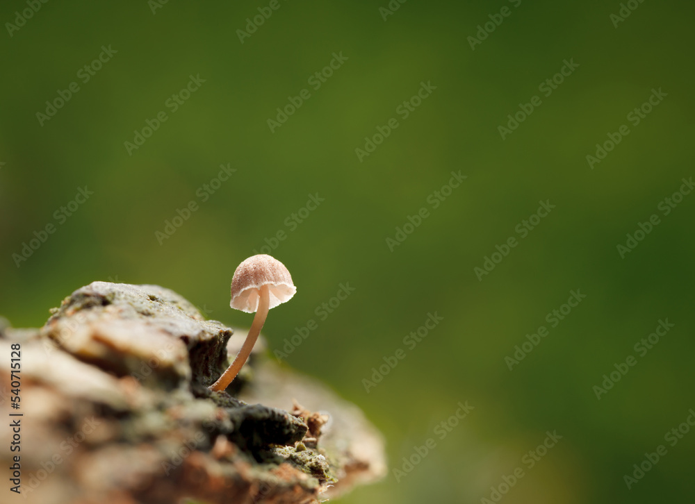 Toadstool