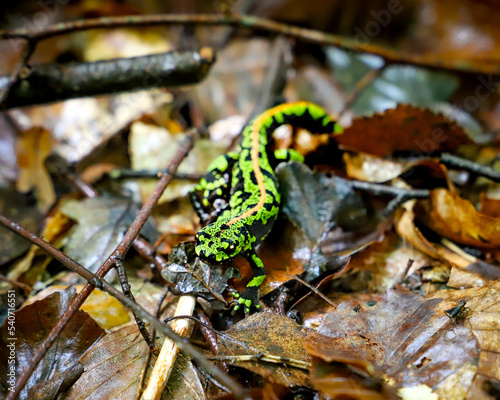 Reptile Lézard vert neon photo