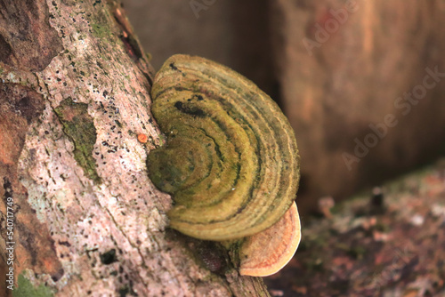 Mushrooms on a wood in the forest. Wild mushrooms on a tree stump. live by absorbing plant organic matter