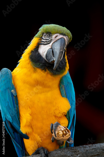 Blue-and-yellow macaw closeup (Ara ararauna), exotic bird sitting on a bench with walnut