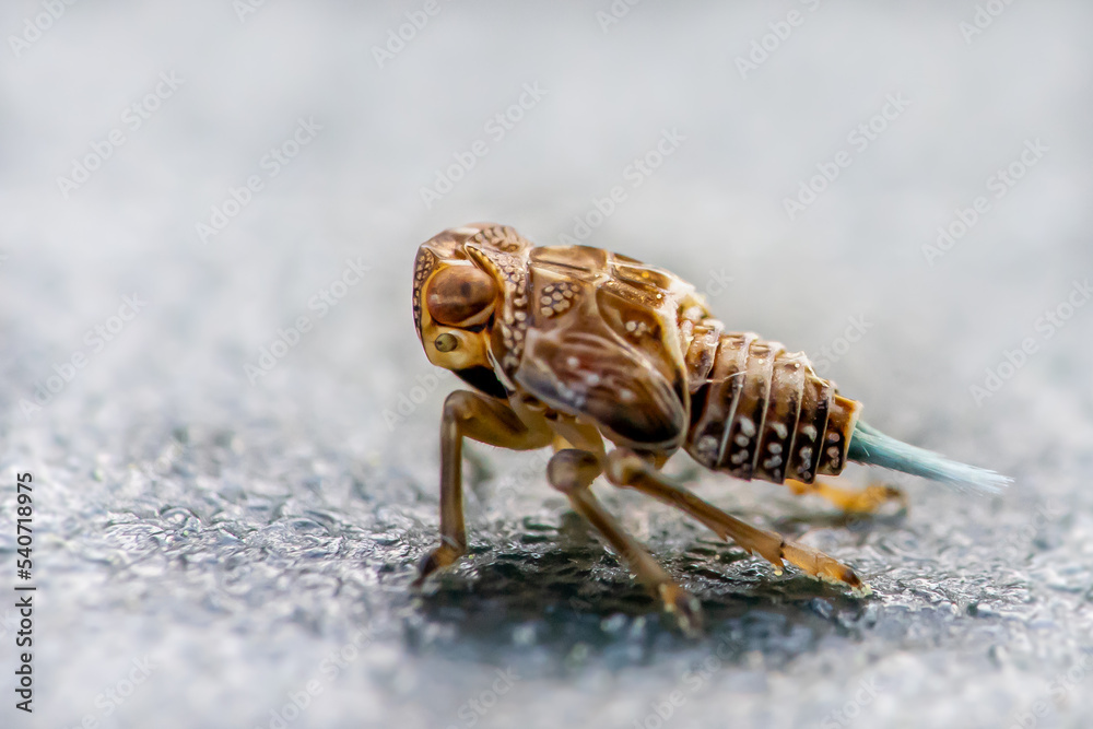 Nymphe der Echten Käferzikade (Issus coleoptratus)
ein Wunder der Natur