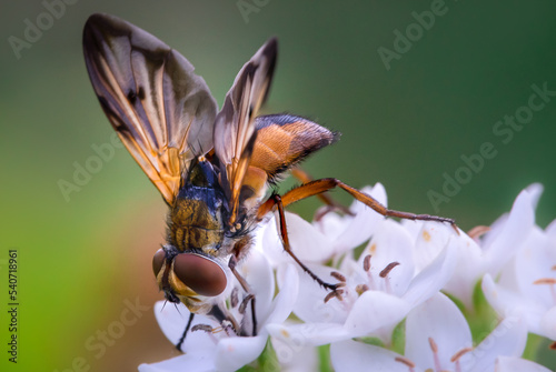 Fliege - Breitflügelige Raupenfliege - Ectophasia crassipennis - insect photo