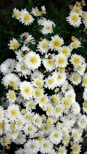 white flowers in the garden as mobile wallpaper background, vertical phone wallpaper
