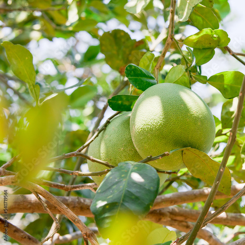 Fresh pomelo hanging on tree, natural citrus fruit, grapefruit on green leaves background. Seasonal fruit concept.