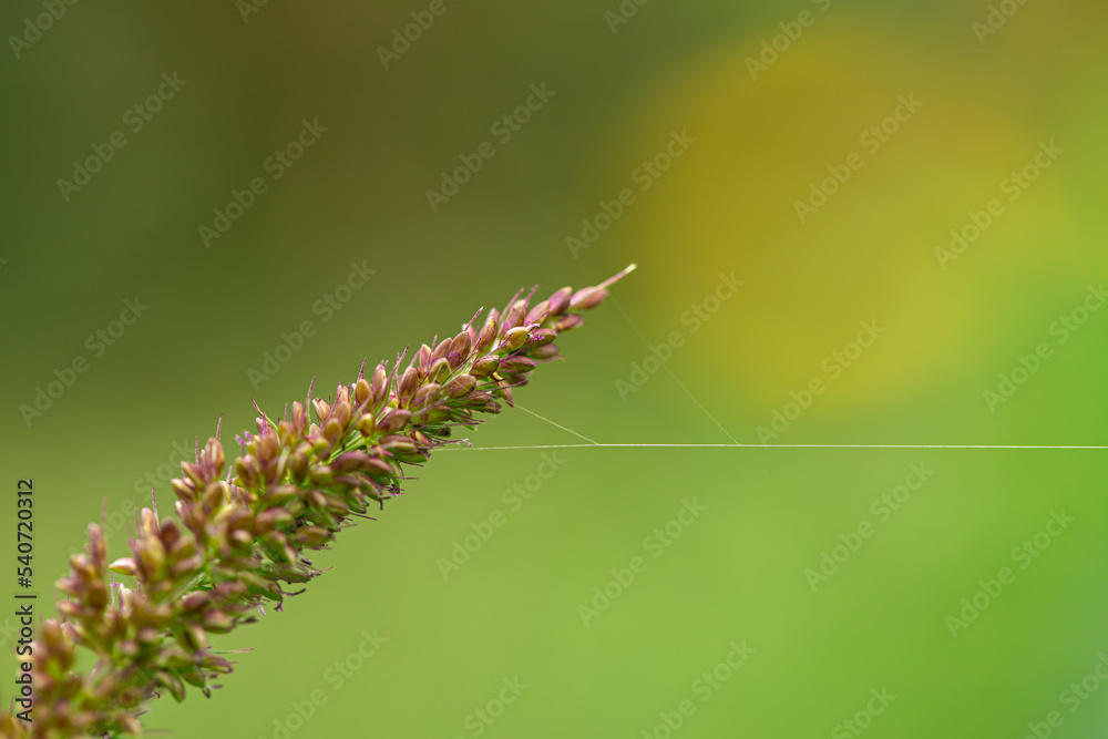 Cobweb on a wild flower, macro shot, blurred background.