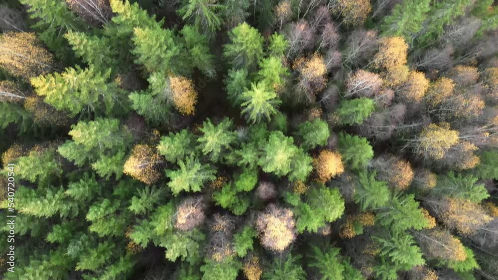 droneshot of autum forest from straight above droneshot of autum forest from straight above