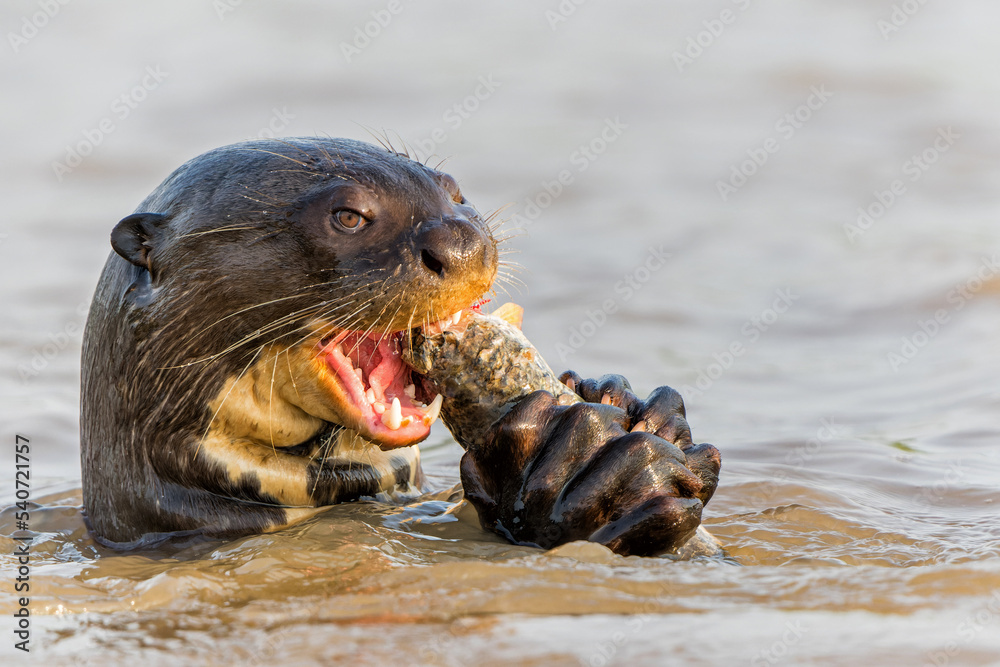 Giant River Otter, Pteronura brasiliensis, eating fish, Matto Grosso,  Pantanal, Brazil, South Stock Photo | Adobe Stock