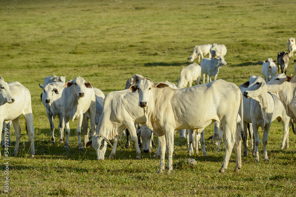 Cattle. Herd of Nelore cattle in the pasture, in the late afternoon. Brazilian livestock. Cattle. Herd of Nelore cattle in the pasture, in the late afternoon. Brazilian livestock.