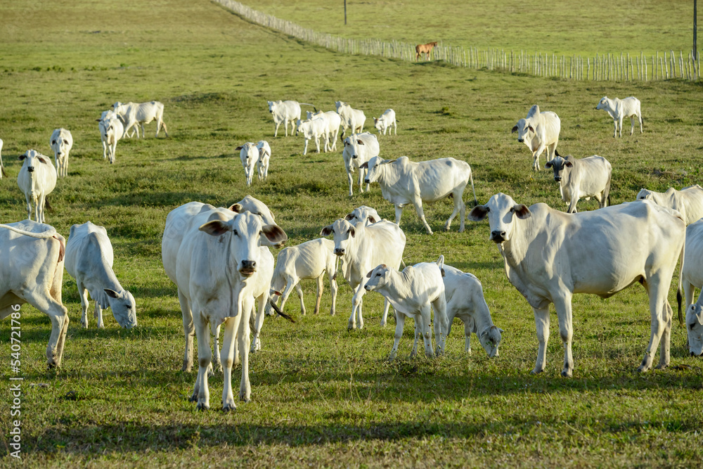 Cattle. Herd of Nelore cattle in the pasture, in the late afternoon. Brazilian livestock.