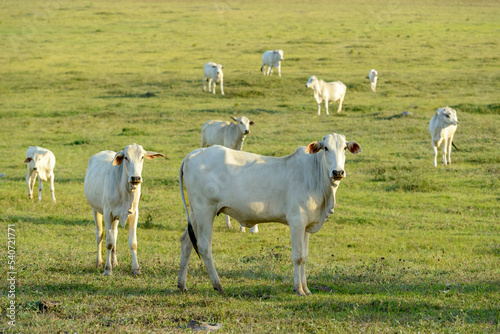 Cattle. Herd of Nelore cattle in the pasture, in the late afternoon. Brazilian livestock. photo