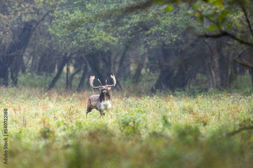 Fallow deer male (dama dama) in autumn forest. Fallow deer male (dama dama) in autumn forest.