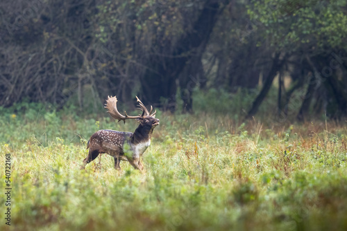 Fallow deer male  dama dama  in autumn forest.