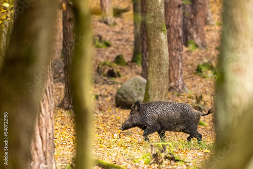 Wild boar (sus scrofa ferus) walking in autumn forest. Wildlife scenery photo