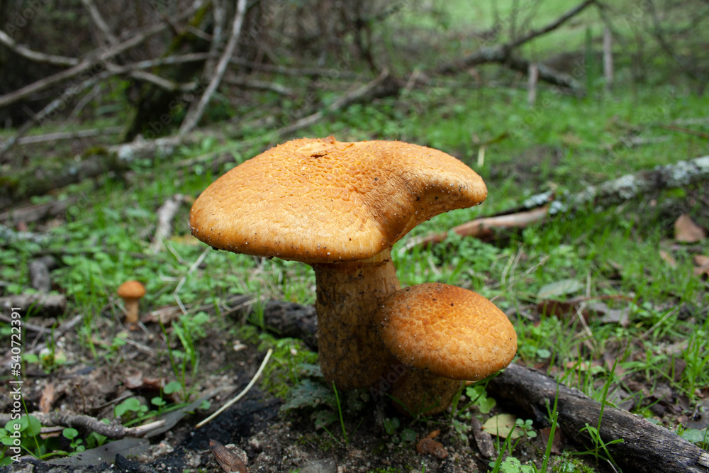 gymnopilus mushrooms and fungi after the first autumn rains gymnopilus mushrooms and fungi after the first autumn rains