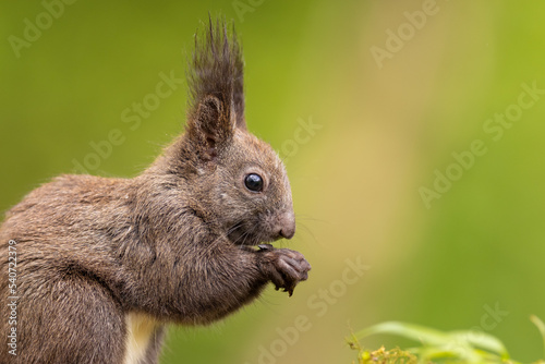 Red squirrel, Sciurus vulgaris, Cute arboreal, omnivorous rodent . Portrait of eurasian squirrel in natural habitat. Wildlife scenery 