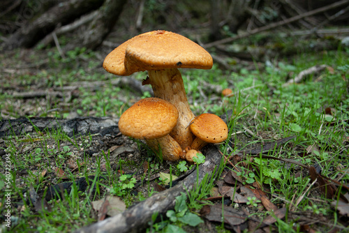 gymnopilus mushrooms and fungi after the first autumn rains